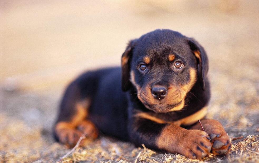 陕西罗威纳犬优点缺点,罗威纳的优点与缺点