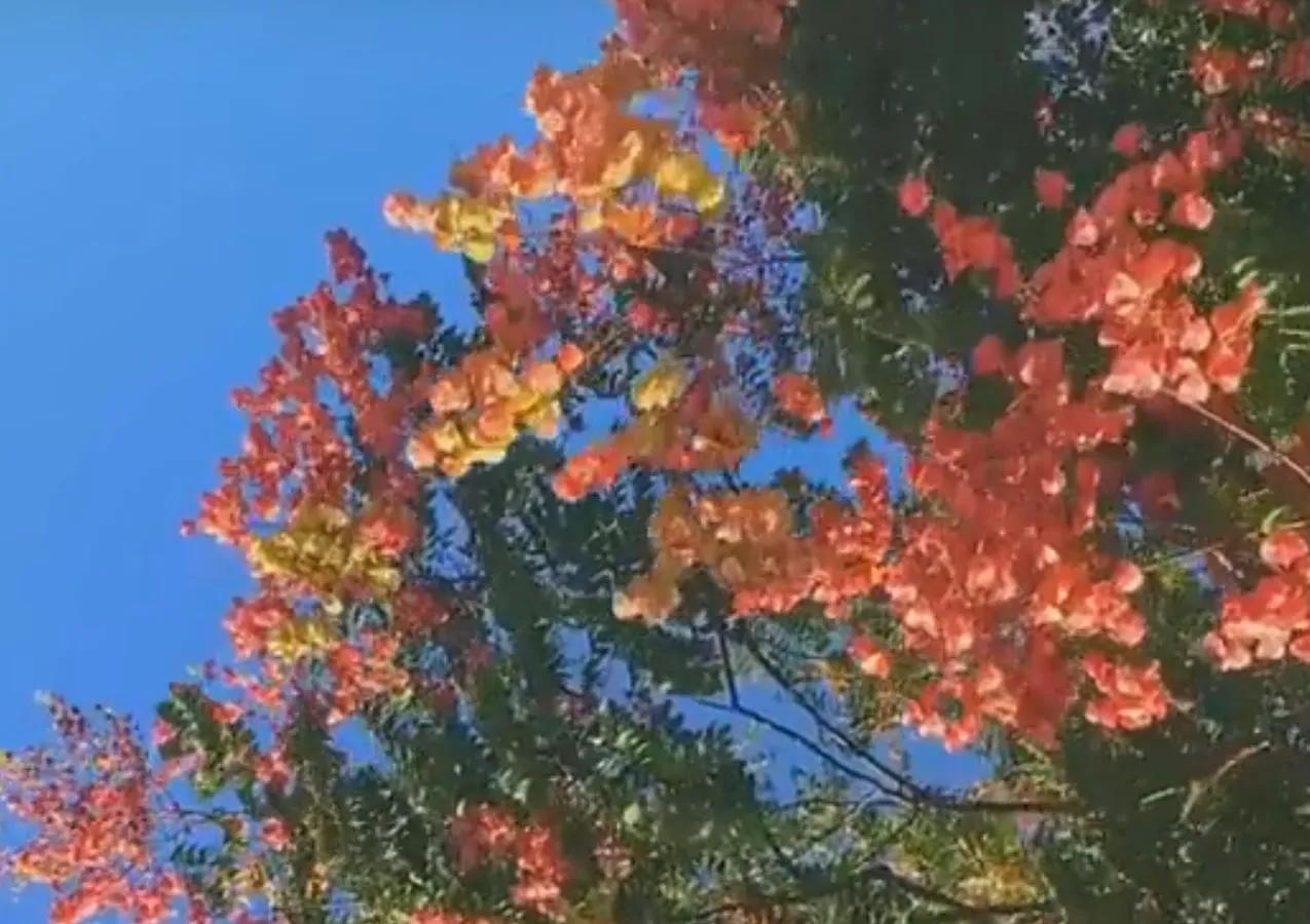 绉嬫棩绗旇鐩存挱,绉嬫棩绗旇