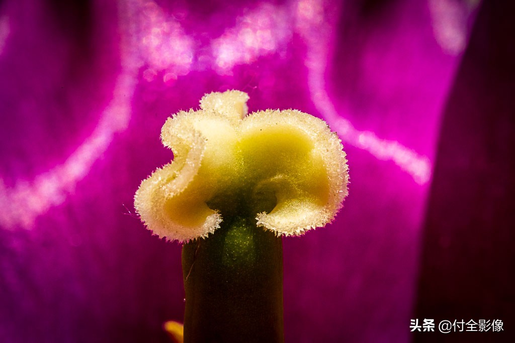 北京国际鲜花港有限公司,北京国际鲜花港一日游