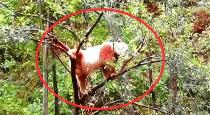 中国发现过的全球新物种,中国发现新物种