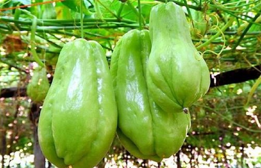 佛手瓜怎么栽培才能长出来,佛手瓜种植方法和注意事项大全