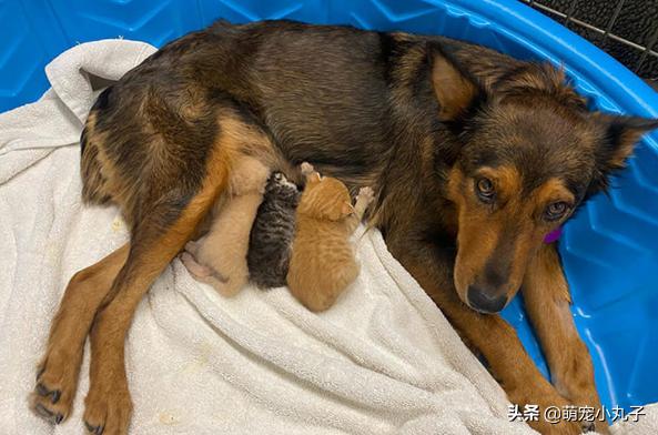 狗宝宝死在狗妈妈肚子里怎么办,宠物狗胎死腹中怎么办