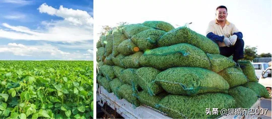 毛豆在江湖,毛豆江湖