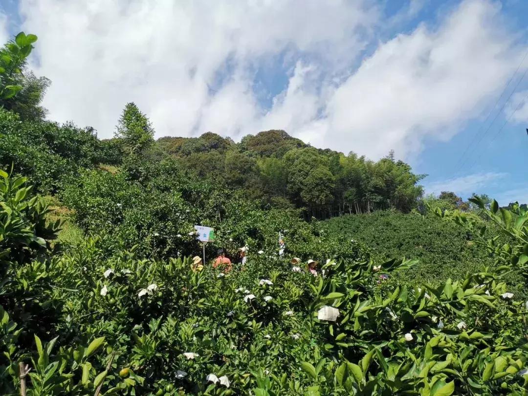 特早蜜桔果园,宜昌现在特早蜜桔行情