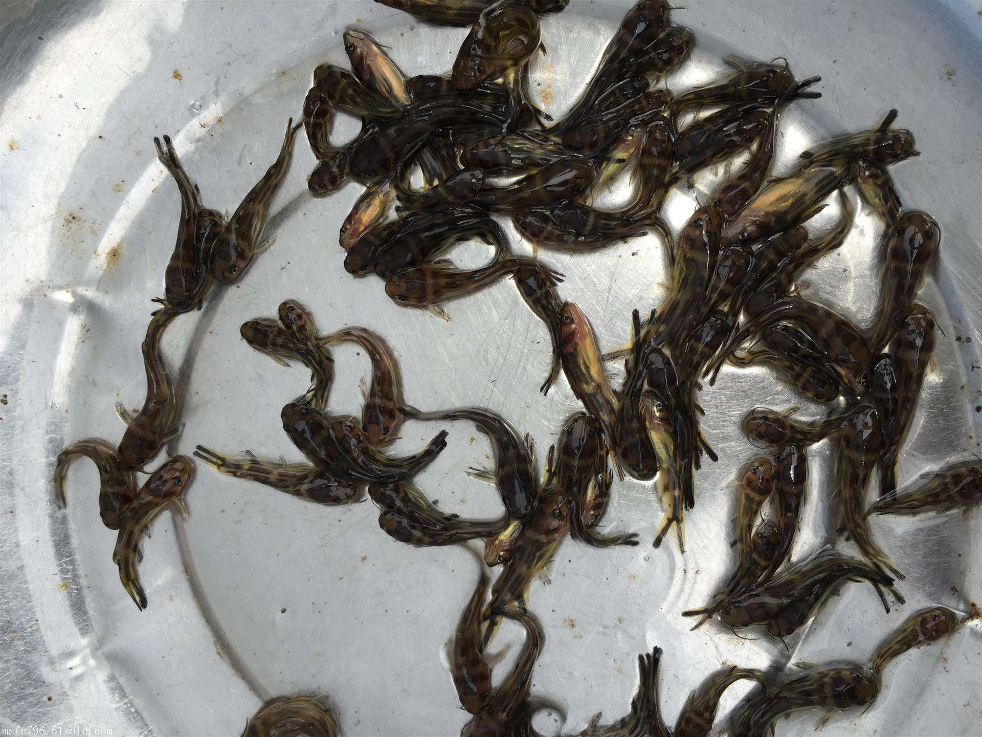 一亩鱼塘养殖草鱼一年收入,一亩鱼塘养殖黄骨鱼可以赚多少钱