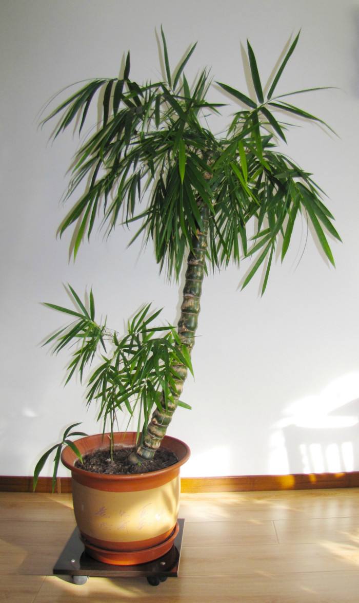 罗汉竹盆景怎么养护,观赏罗汉竹形状是啥样