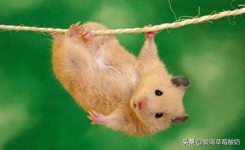 仓鼠饲养技巧与方法,仓鼠的合理饲养方法