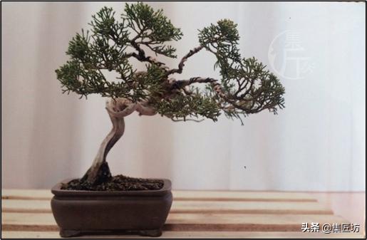 真柏大飘枝式盆景制作,真柏盆景上盆制作视频