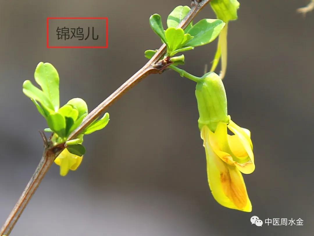 品味本草之美（第一季）