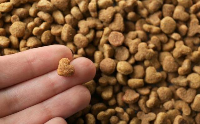 狗狗为什么爱吃蔬果,狗狗吃东西有什么注意事项