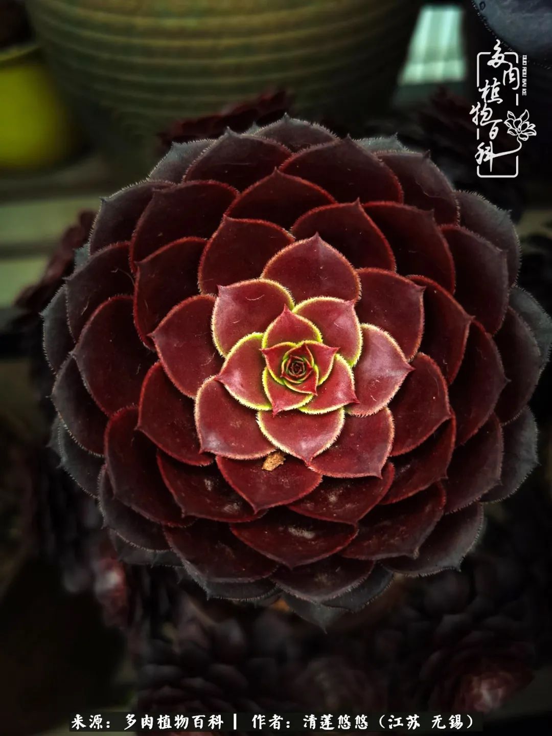 可爱多肉的露脸照,多肉大合照视频