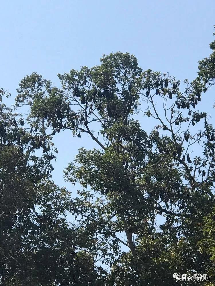 柬埔寨游记600字,柬埔寨游记美篇