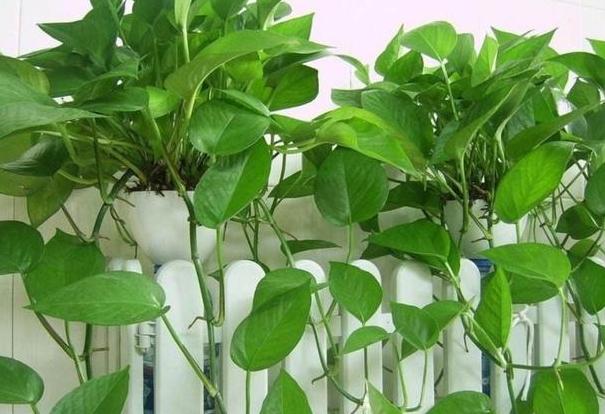绿萝怎样施肥可以枝繁叶茂,绿萝施肥绿萝怎么养才能更旺盛