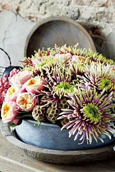 好看的切花菊推荐,好看好养的切花菊