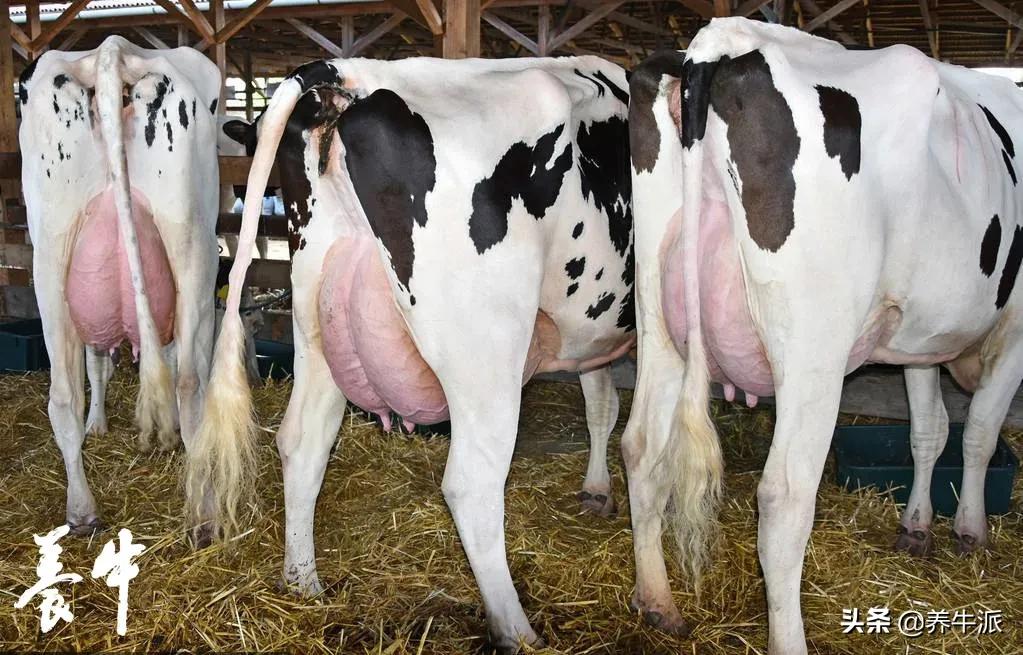 奶牛抗生素的危害,奶牛泡药浴有什么用