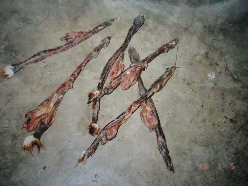 伊春市林区今昔对比,伊春六七十年代林区林场