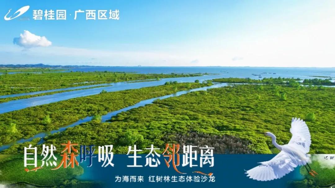 红树林体验基地,红树林生态活动