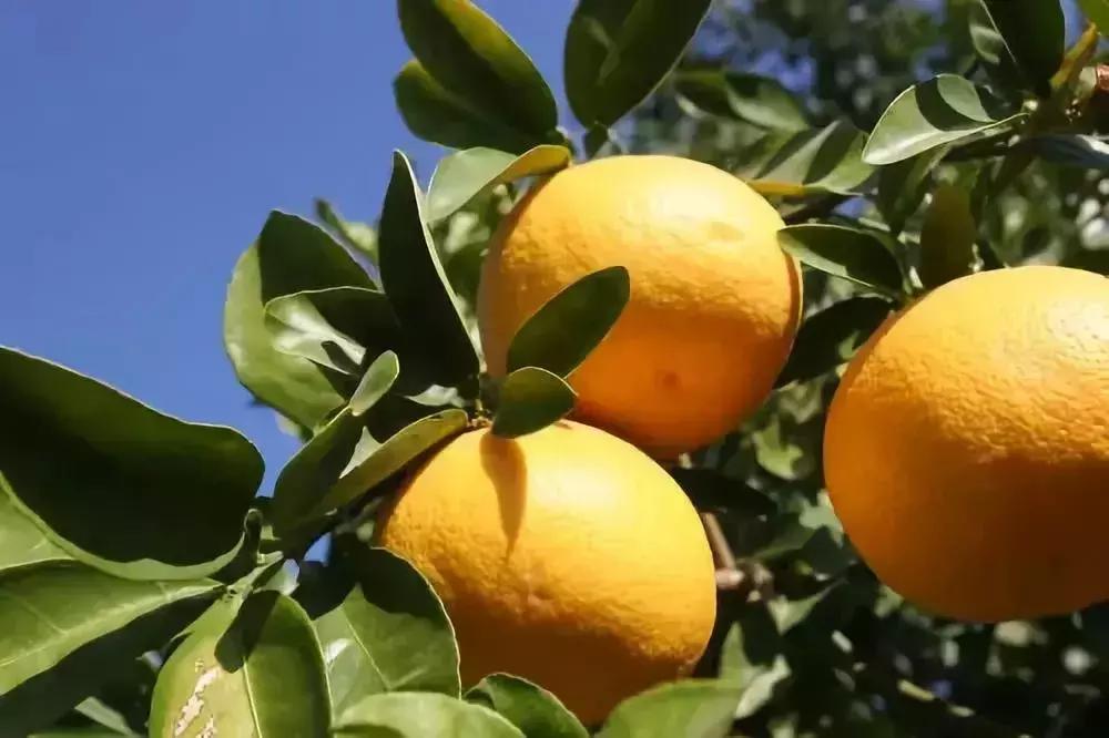 新鲜应季本地柚子水果脆甜,新鲜应季水果三红柚