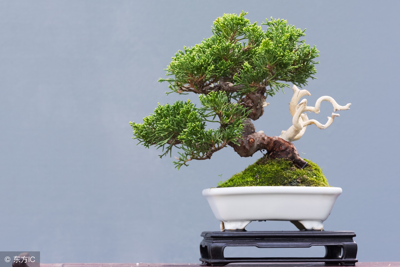 盆景病虫害防治,盆景病虫害防治视频