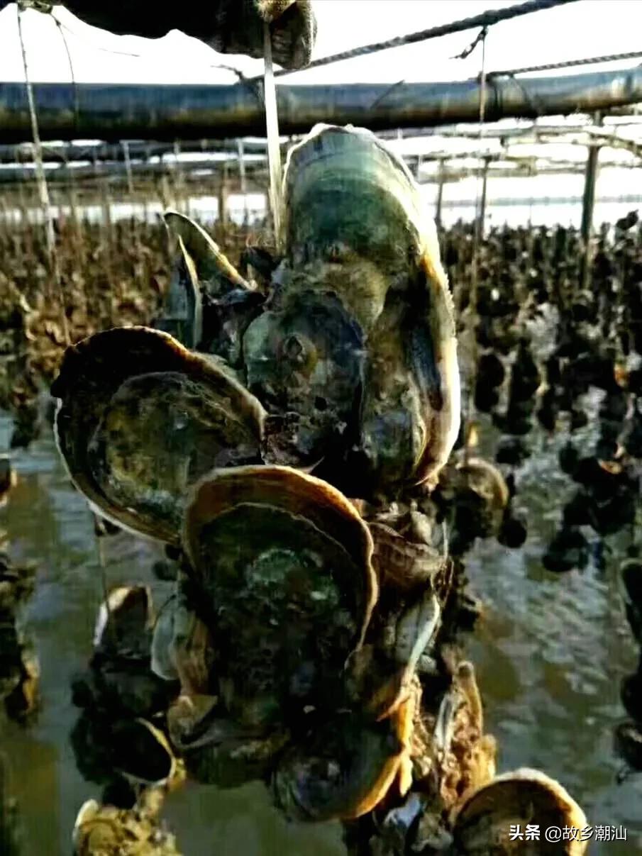 潮汕海山风情图片,饶平海山风情