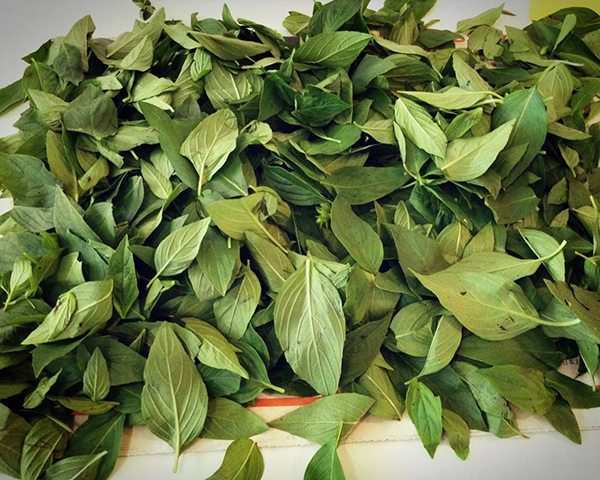 适合养在阳台且不招虫的植物,阳台上最易养的香草植物