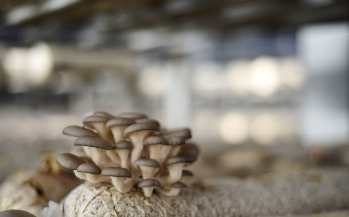 平菇怎么种植好吃,平菇种植菌包制作技术视频播放