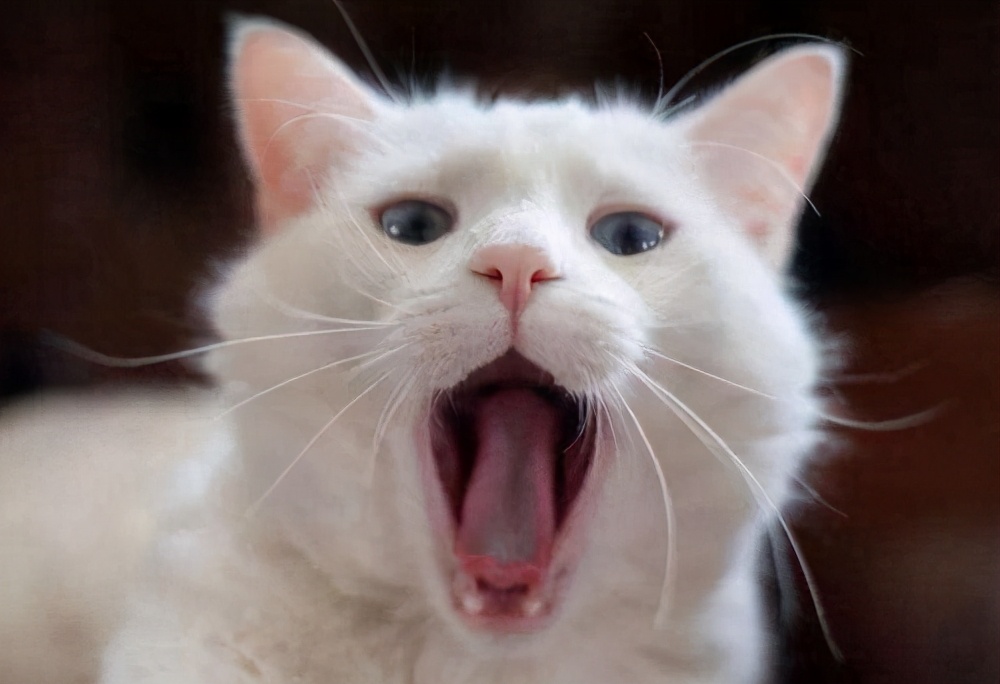 猫咪全口拔牙好可怜,猫咪被拔牙