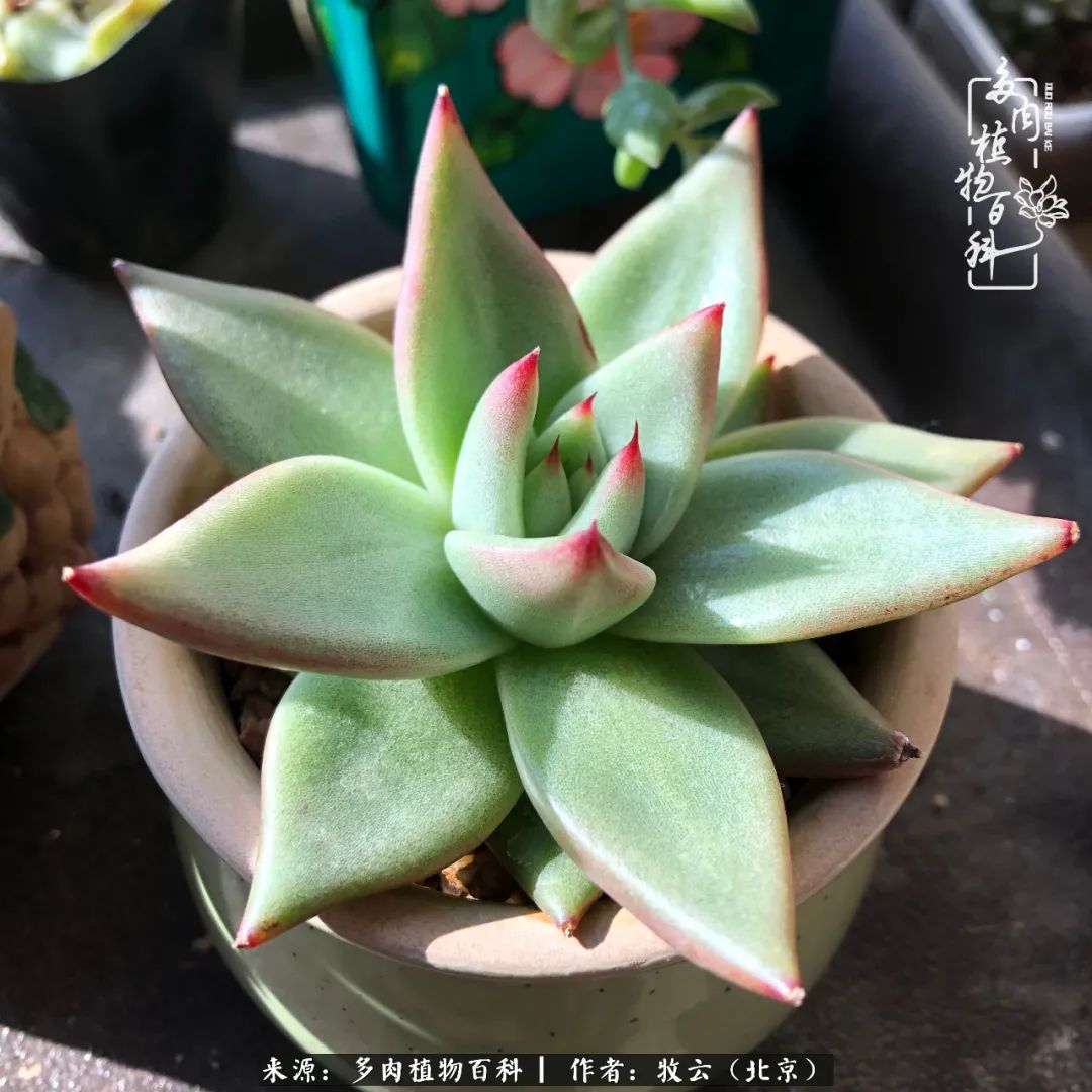 日常生活中常见的多肉植物,多肉植物神奇之处