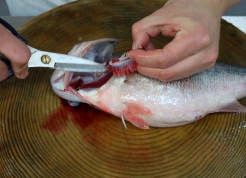 大师傅教你清蒸鲈鱼,五星大厨清蒸鲈鱼的正确做法