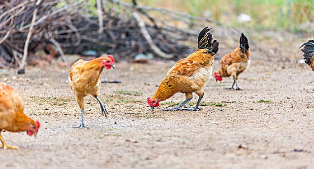 鸡过料为什么那么难治,鸡过料的原因及危害