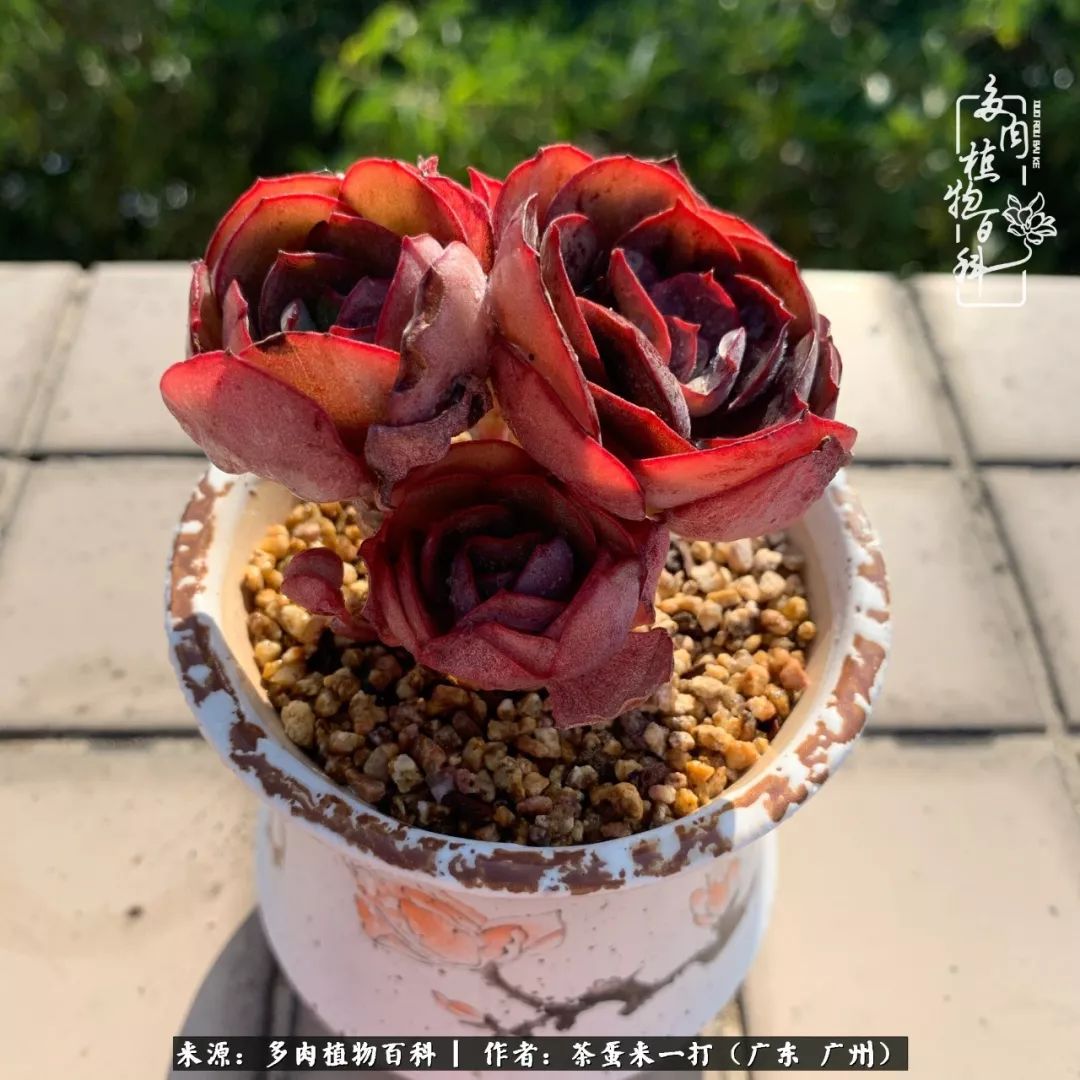 在冬日阳光下,记一个多肉小白的养肉历程