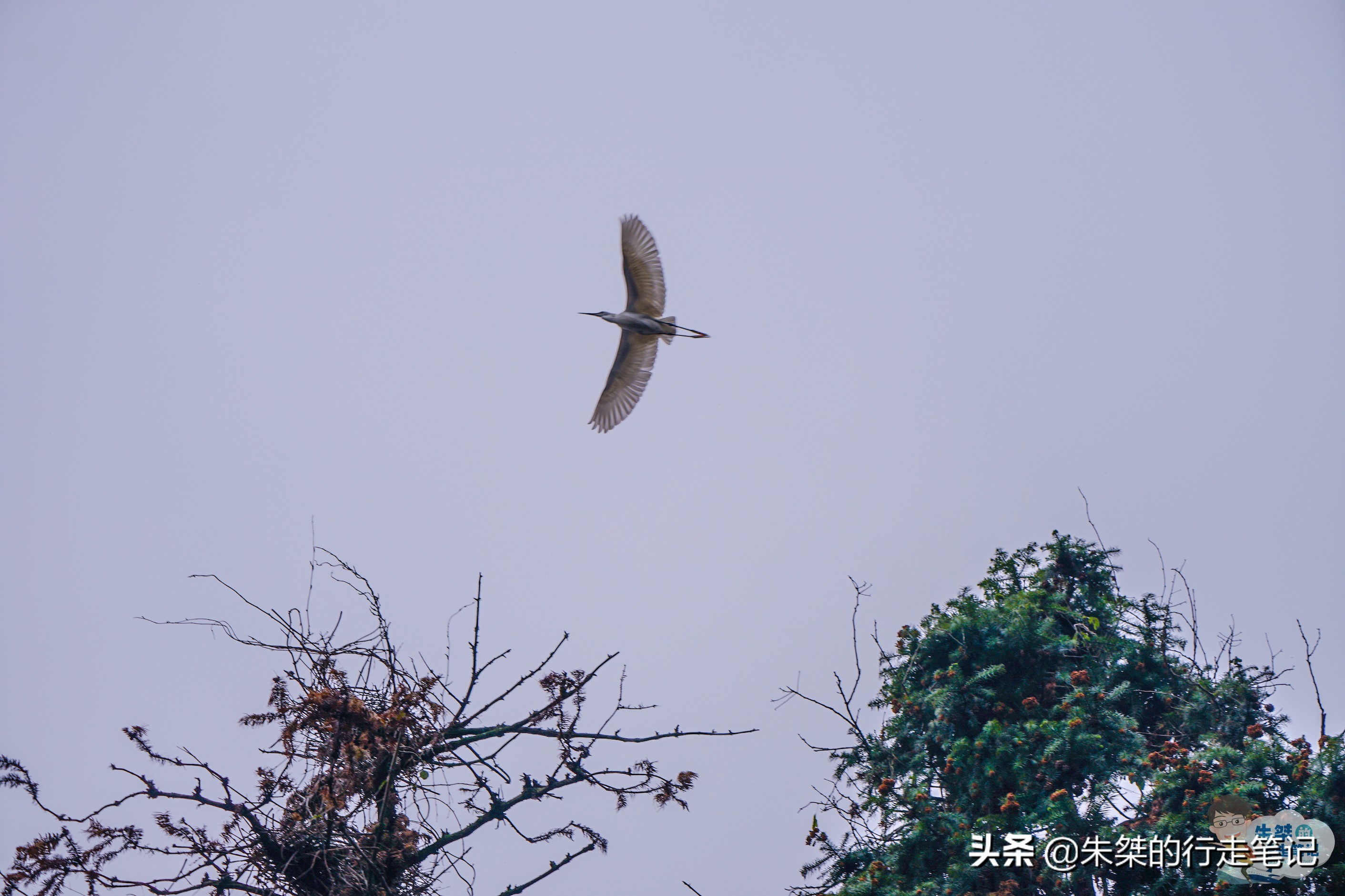 宿迁5A级旅游景区,冬季宿迁洪泽湖湿地公园