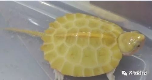 国龟鹰嘴新手入门教程,国龟鹰嘴视频大全