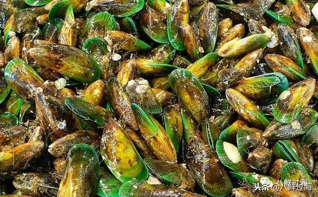 引入活青口贝、鲜帝王鲑,新西兰海产出口商的新生力量!