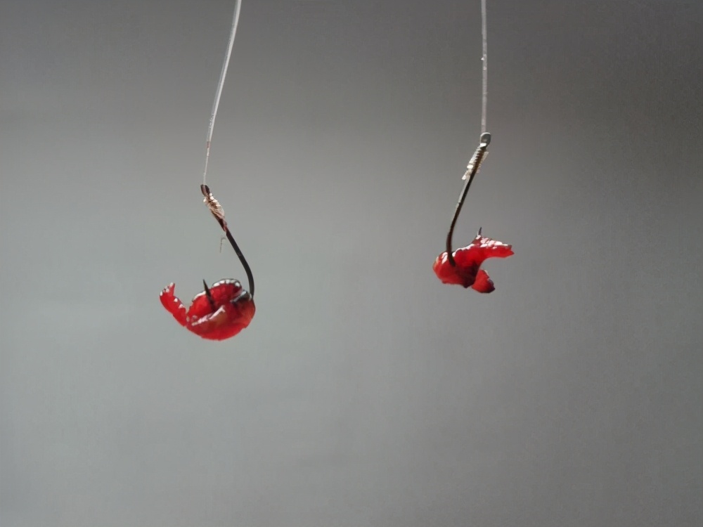 冬季红虫饵钓鱼的两种用法,冬季钓鱼虫饵的正确使用方法