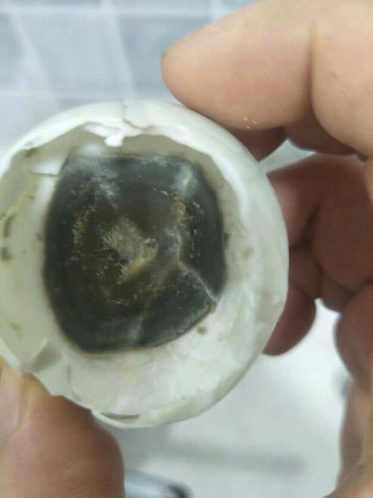 腌的鸡蛋鸭蛋发臭了还能吃吗,腌臭了的鸡蛋能吃吗