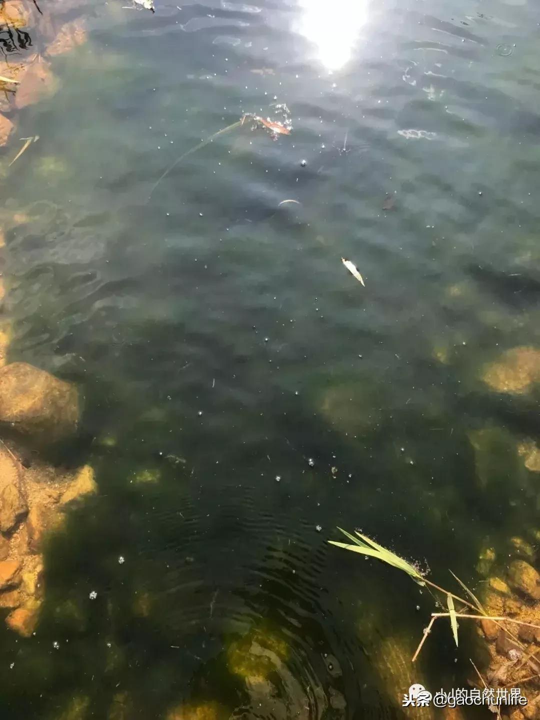 草龟难养,养草龟笔记