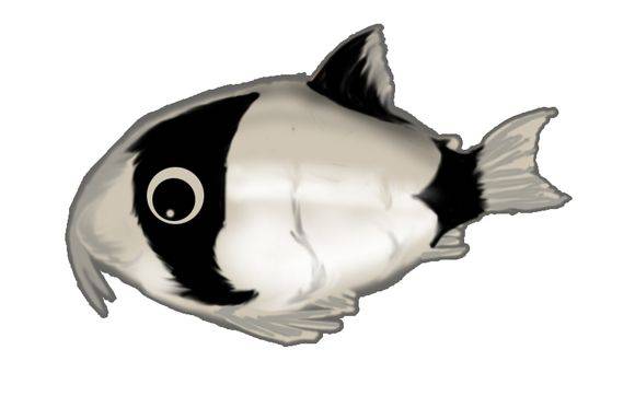 好养好看又有趣的几种观赏鱼,奇葩又好养的观赏鱼