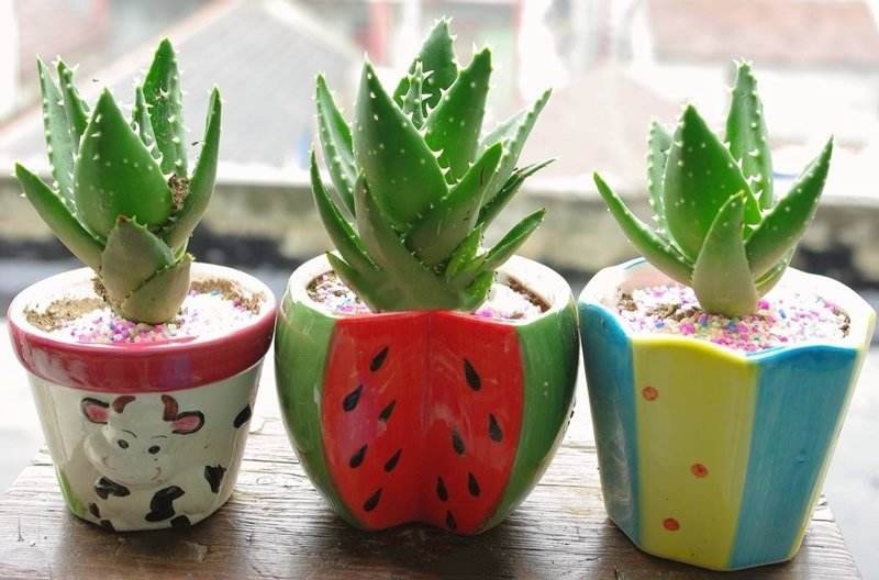 室内绿植大盆栽净化空气,室内盆栽绿植金钻如何养护