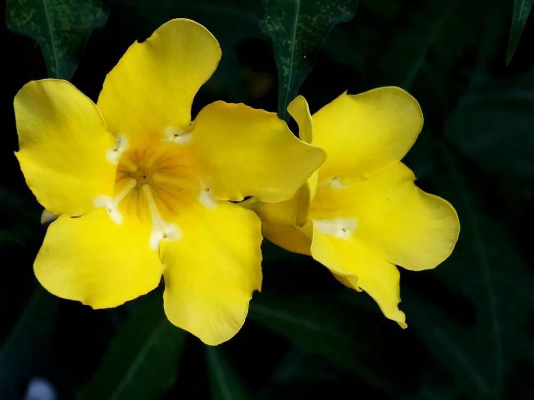 100种常见观叶植物图鉴史上最全,农村常见的100种植物