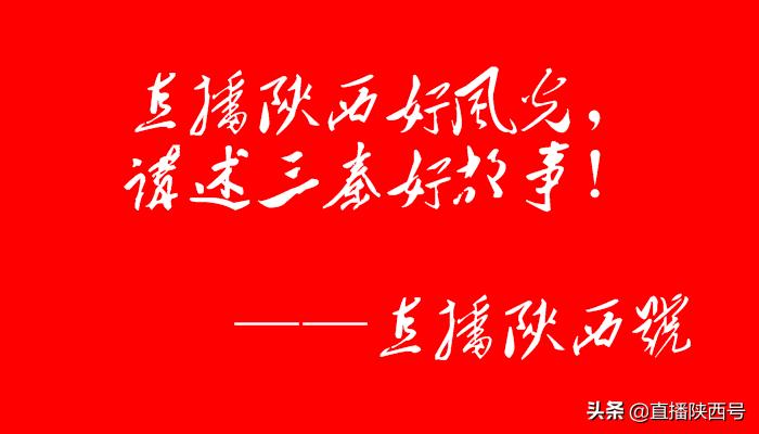 韩城的花椒摘开了没有多少钱一斤 (韩城花椒开始采摘了现场)