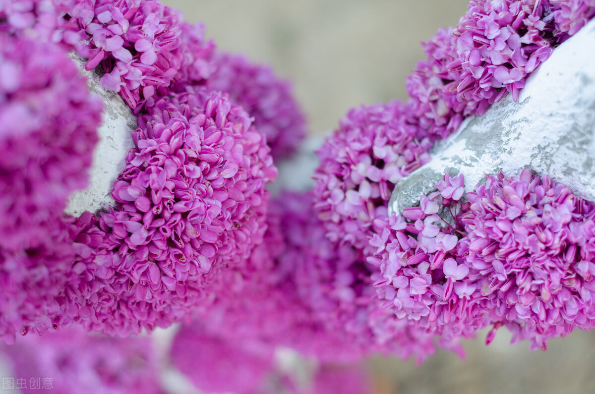 即将开花的十种植物,先长叶后开花的植物