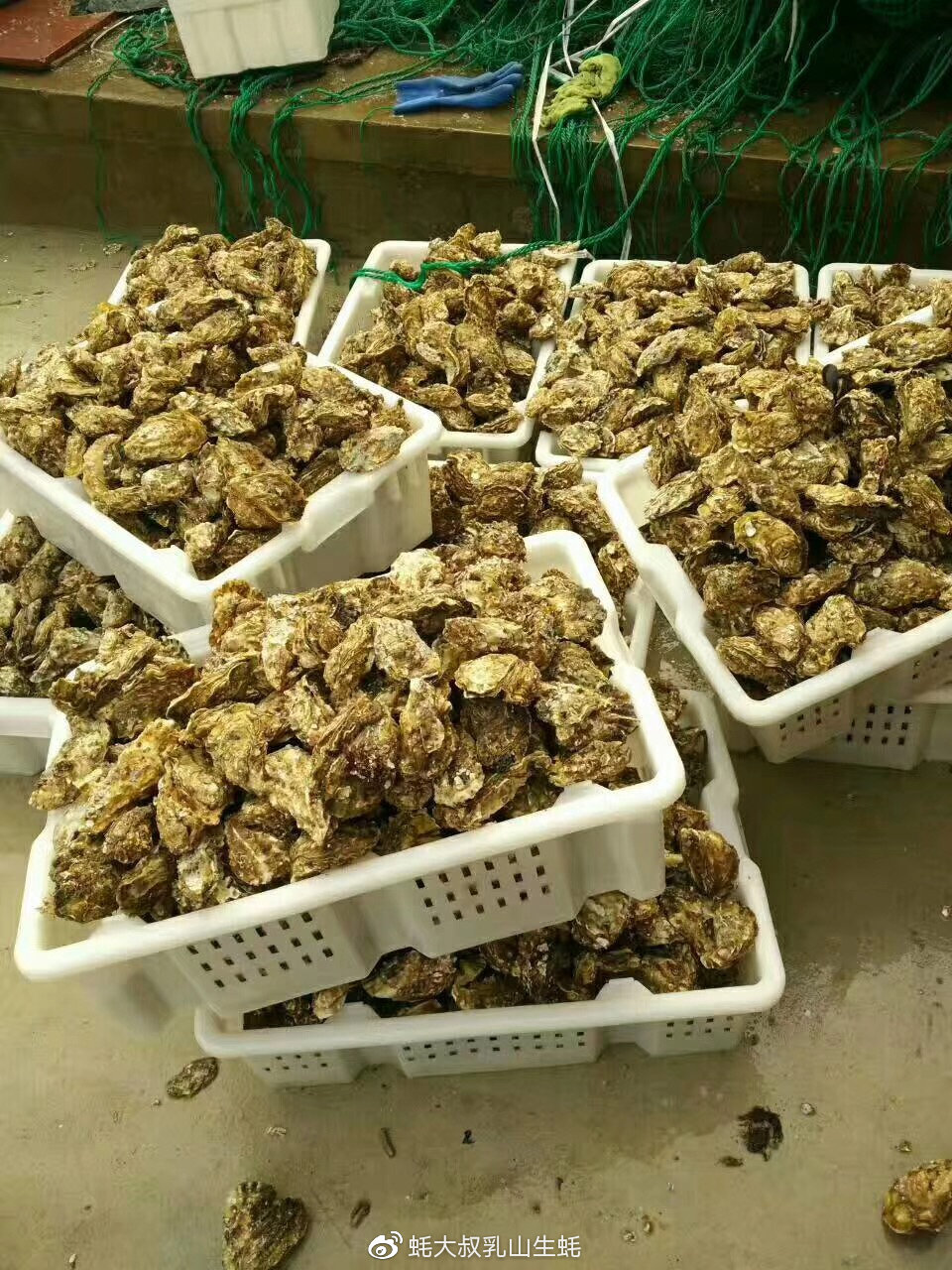 蚝先生乳山鲜蚝,蚝小二正宗乳山生蚝