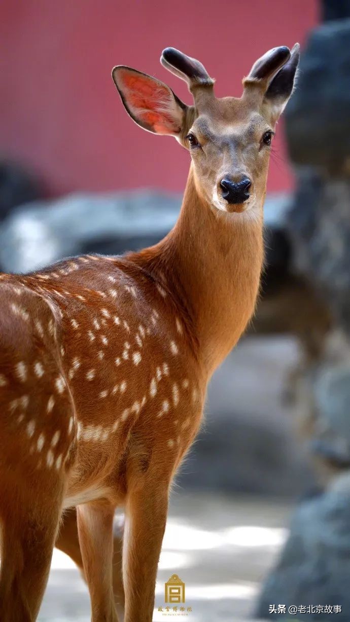 故宫成了动物园,故宫北京动物园