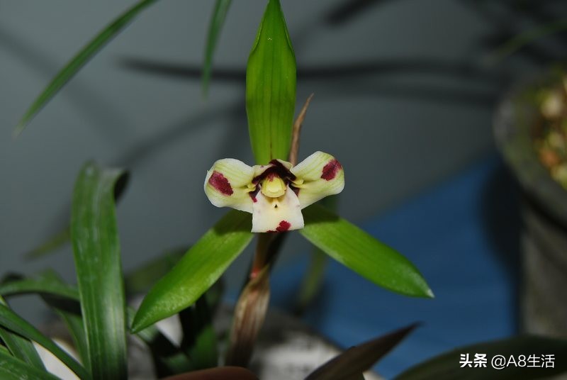 中国兰花名品录,春兰兰花名品大全