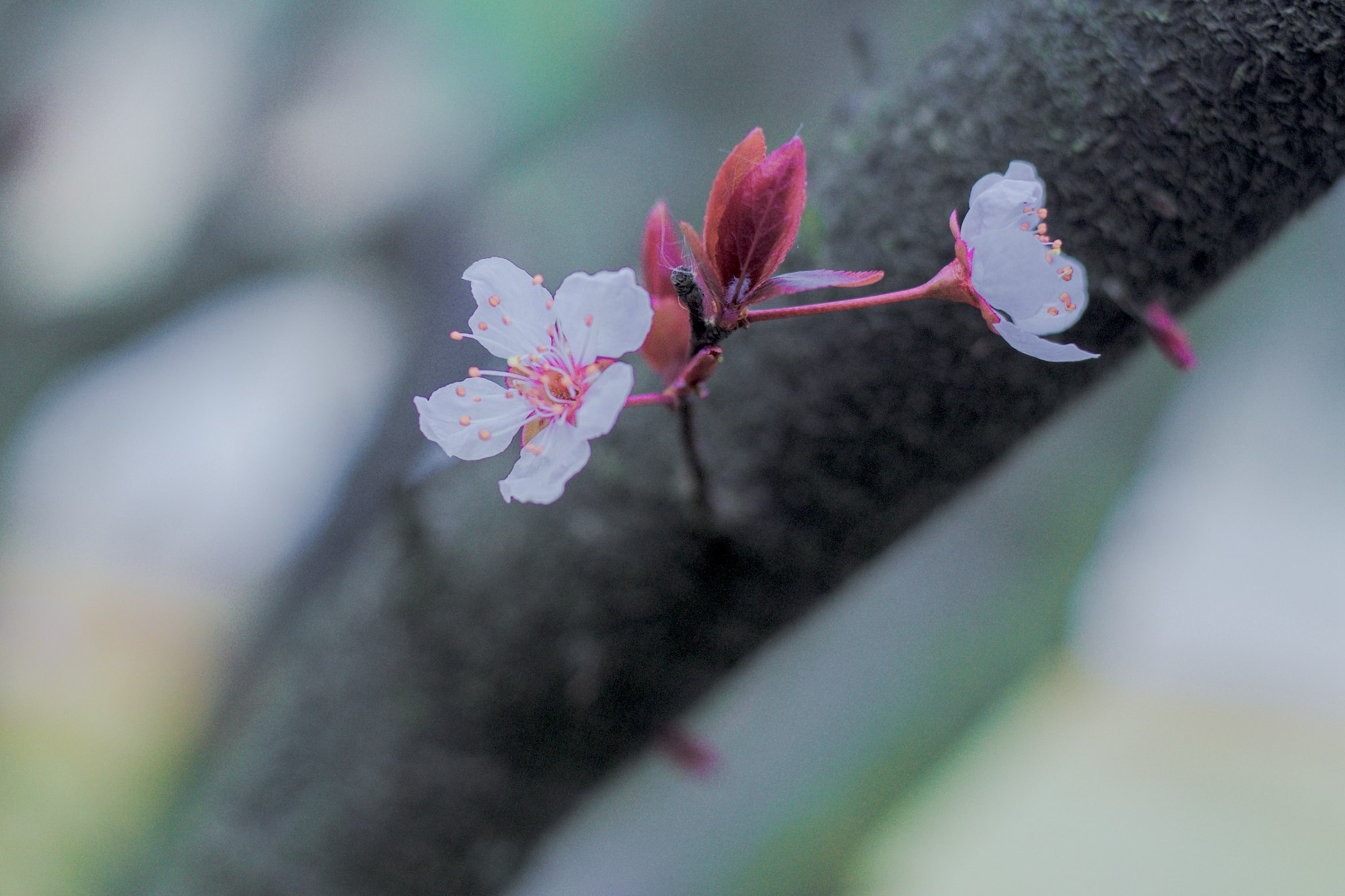 今日春分,武汉这时候不仅有樱花,这里的花随风一吹人都酥了