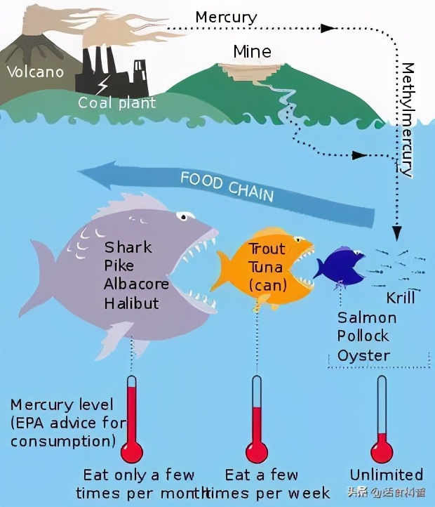 鱼翅贵的多少钱一斤,最高级的鱼翅