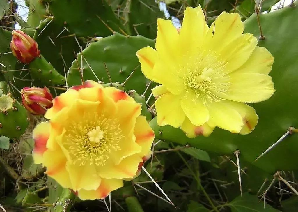 “常年丑貌君不问，一日花红万户惊”——仙人掌的产地及精品赏析