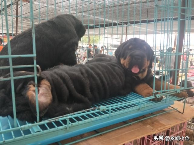 开封狗品种大全,开封狗市是中国最大的吗