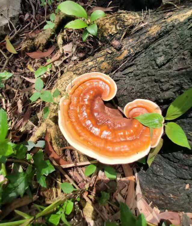 种灵芝生虫了用什么杀虫剂,灵芝生虫了还可以煲汤吗